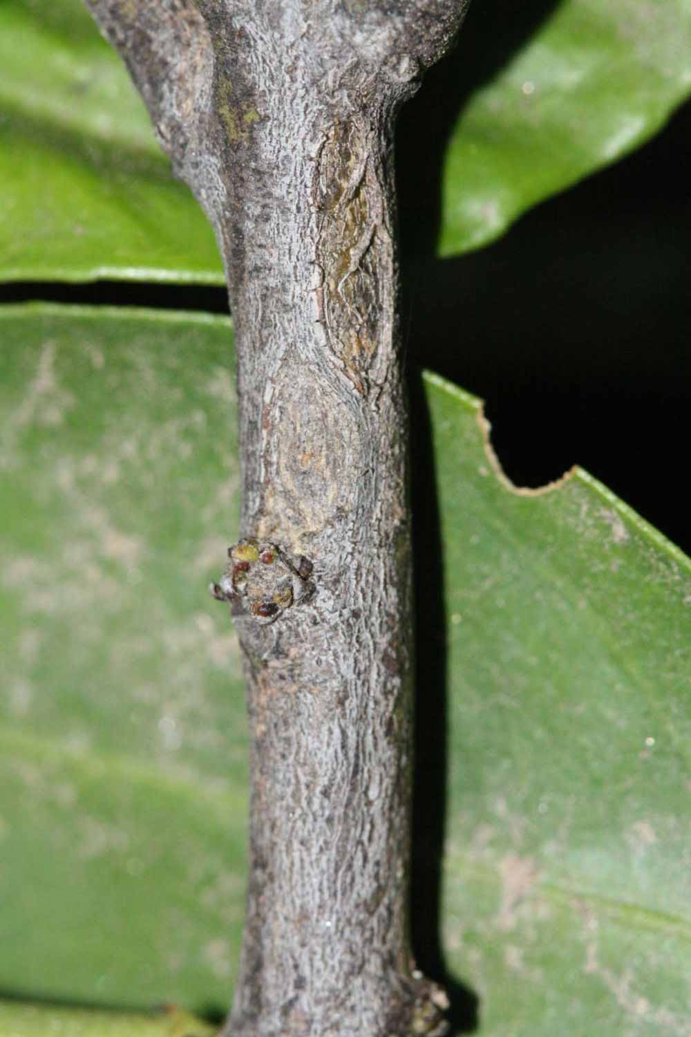              Second - third year twig (Riverside, CA)       